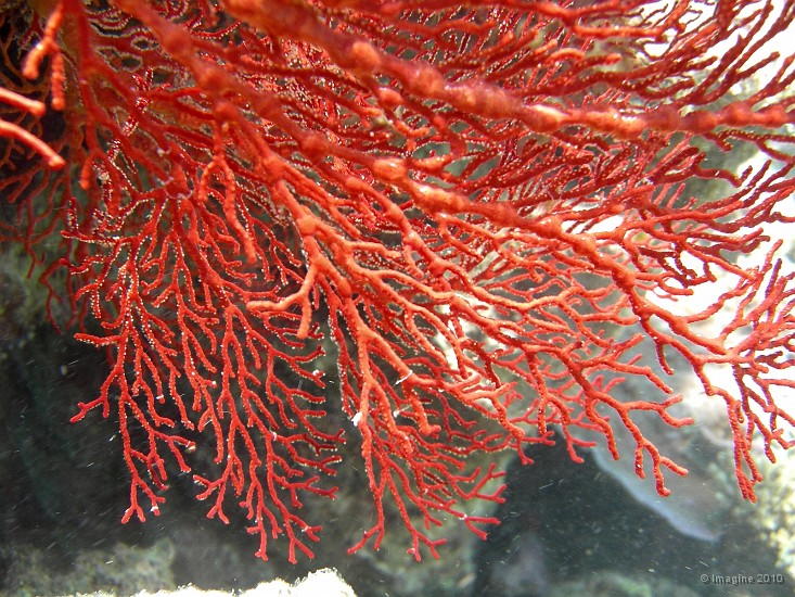 21- Gorgone rouge - Ilot Kouare.JPG